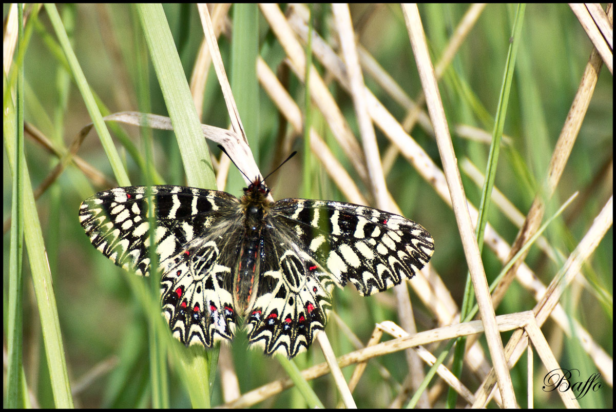 Zerynthia hypsipyle?